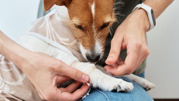 Si tu perro no deja de lamerse las patas, no lo ignores, podría desarrollar un granuloma: cómo reconocerlo a tiempo - El tratamiento debe abordar tanto la herida como el origen del problema