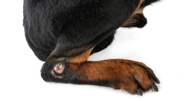 Si tu perro no deja de lamerse las patas, no lo ignores, podría desarrollar un granuloma: cómo reconocerlo a tiempo - Granuloma en perros: el problema de piel que empieza con un simple lamido