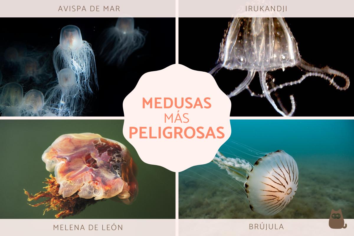Las medusas más peligrosas del mundo