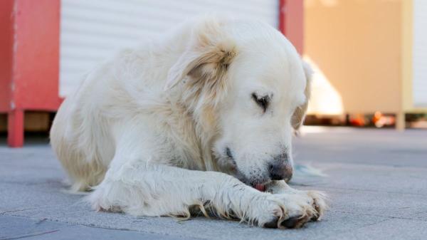 Si tu perro no deja de lamerse las patas, no lo ignores, podría desarrollar un granuloma: cómo reconocerlo a tiempo - No siempre es solo lamido: desde el estrés hasta parásitos, las causas más comunes