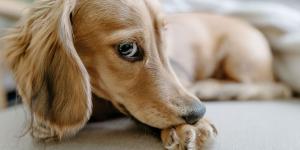 Si tu perro no deja de lamerse las patas, no lo ignores, podría desarrollar un granuloma: cómo reconocerlo a tiempo