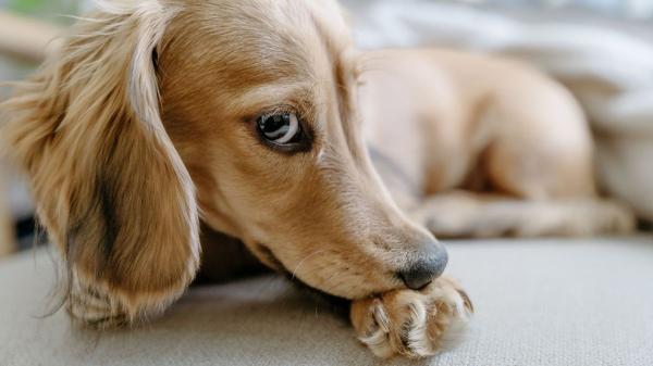 Si tu perro no deja de lamerse las patas, no lo ignores, podría desarrollar un granuloma: cómo reconocerlo a tiempo