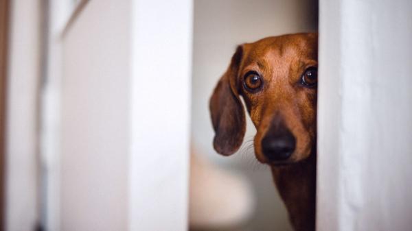 La Ley de Propiedad Horizontal lo aclara: puedes usar el ascensor con tu perro, excepto en estos casos - El comportamiento del perro también puede generar restricciones en el uso del ascensor