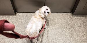 La Ley de Propiedad Horizontal lo aclara: puedes usar el ascensor con tu perro, excepto en estos casos