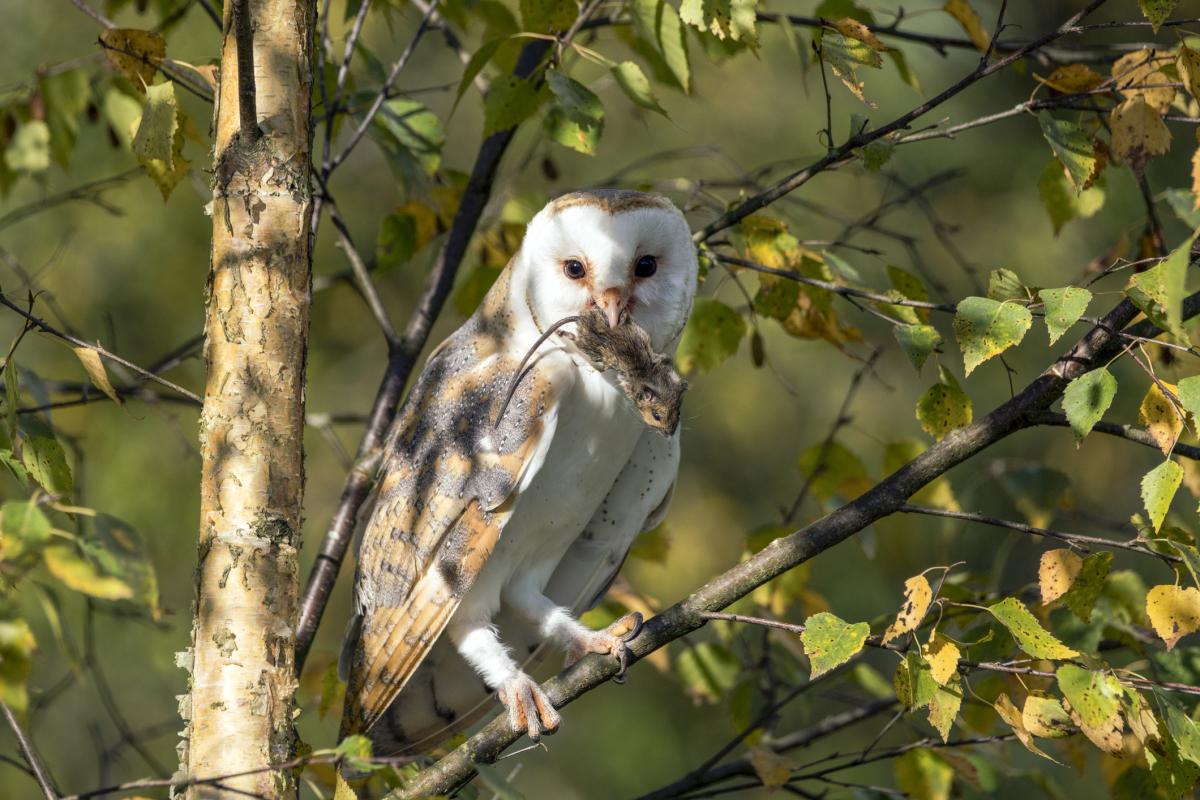 ¿Qué comen las lechuzas?