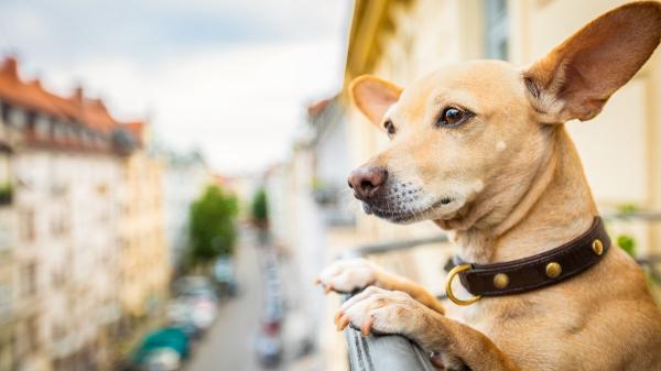 La Ley de Propiedad Horizontal lo aclara: puedes usar el ascensor con tu perro, excepto en estos casos - Qué dice la Ley de Propiedad Horizontal sobre los perros