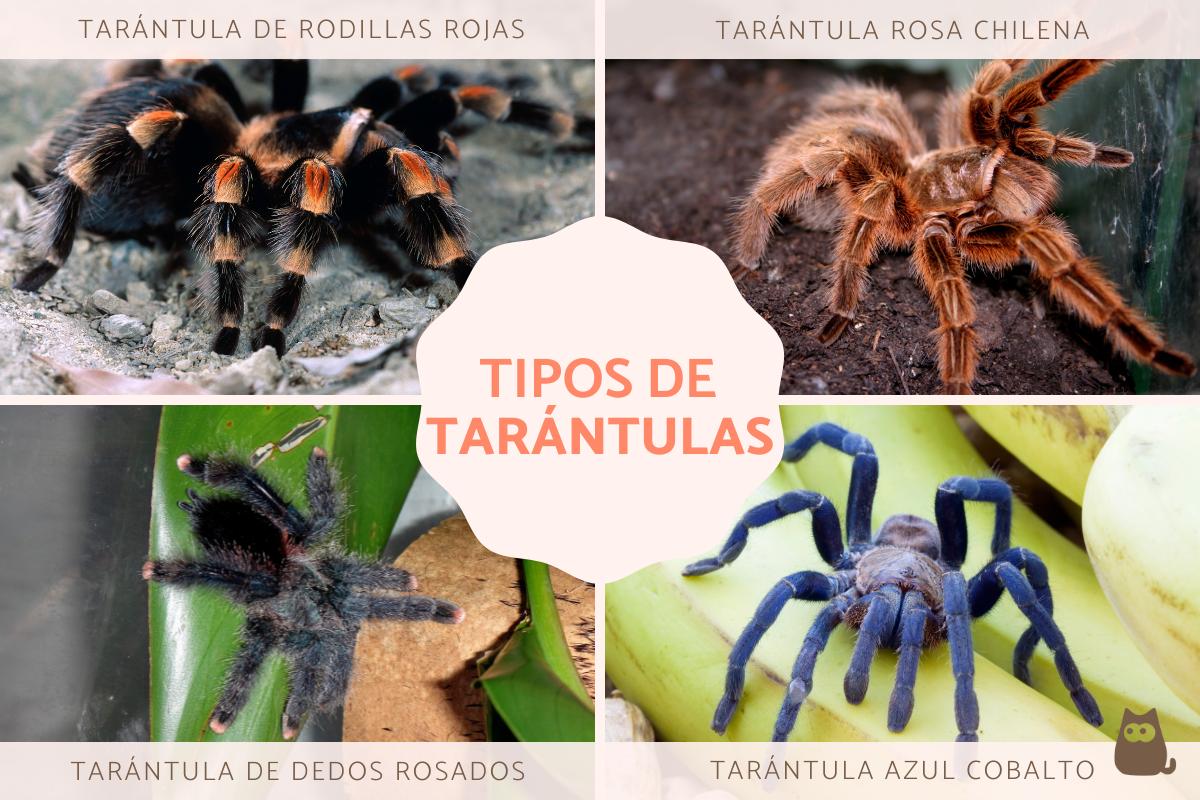 Tipos de tarántulas