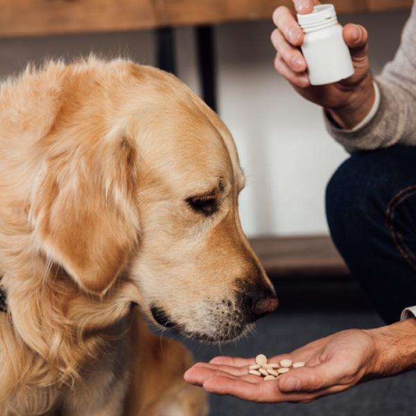 son seguras las inyecciones de b12 para los perros
