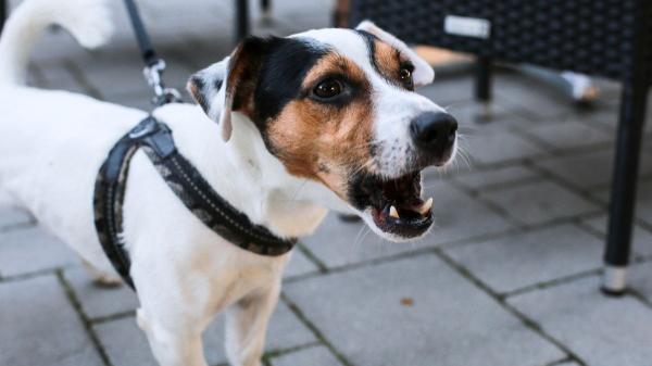 La Ley de Bienestar Animal lo deja claro: cuándo será obligatorio el seguro para perros y sus multas - En qué consiste el seguro de responsabilidad civil para perros