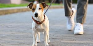La Ley de Bienestar Animal lo deja claro: cuándo será obligatorio el seguro para perros y sus multas