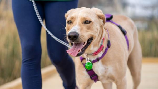 La Ley de Bienestar Animal lo deja claro: cuándo será obligatorio el seguro para perros y sus multas - Lo que dice la Ley de Bienestar Animal sobre el seguro obligatorio para perros