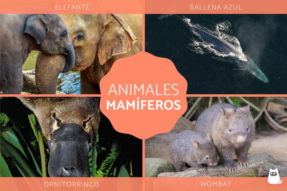 Animales mamíferos - Características y ejemplos