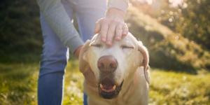 La psicología dice que las personas que acarician más a sus perros y gatos suelen compartir estos rasgos de personalidad