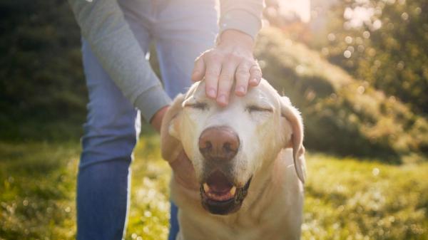 La psicología dice que las personas que acarician más a sus perros y gatos suelen compartir estos rasgos de personalidad