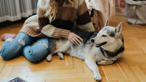 La psicología dice que las personas que acarician más a sus perros y gatos suelen compartir estos rasgos de personalidad - Lo que revela de ti acariciar mucho a tu mascota, según la psicología
