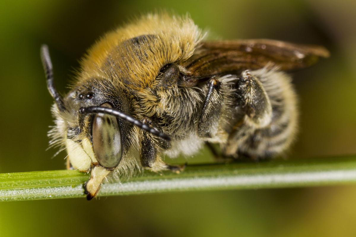¿Los insectos duermen?
