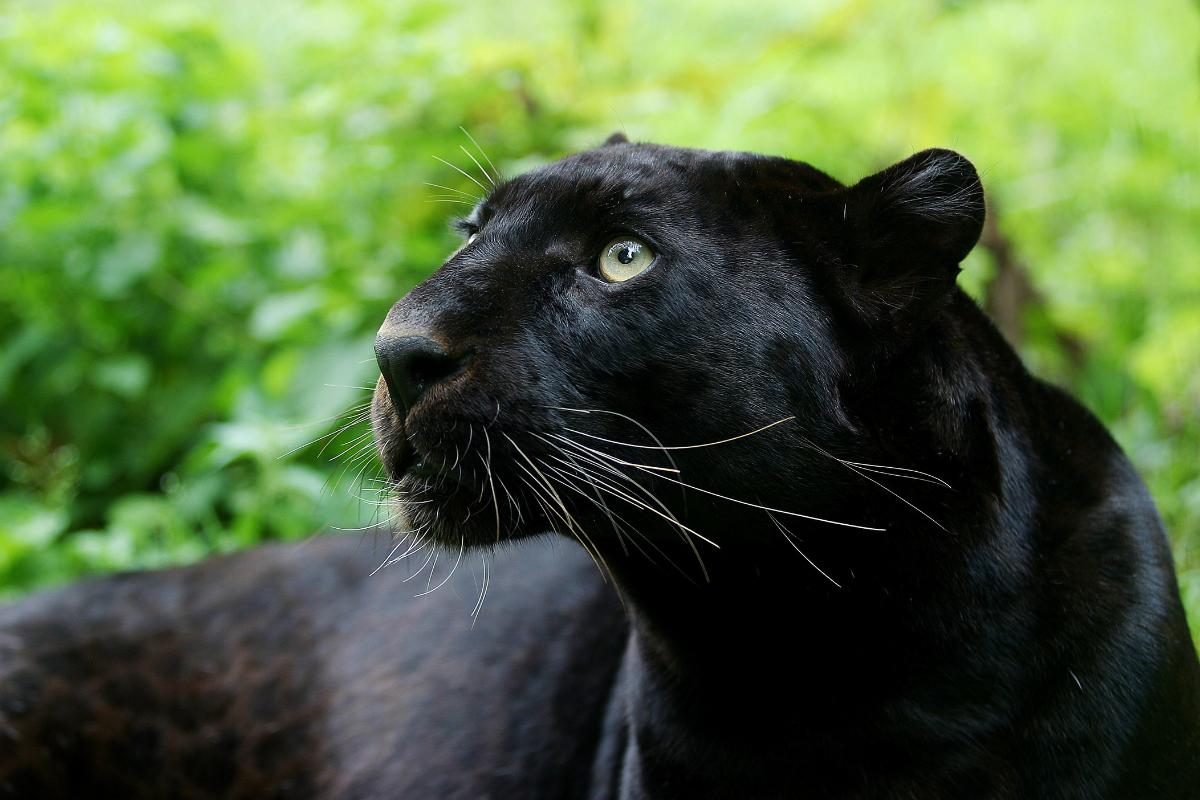 ¿Qué clase de animal es la pantera negra?