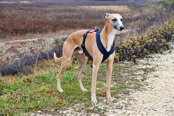 Razas de perros más baratas - 2. Galgo español