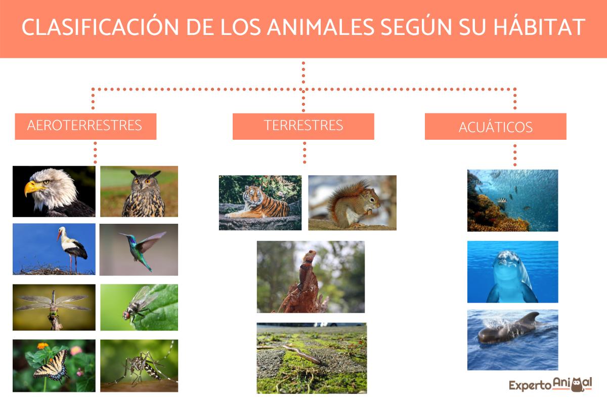 Clasificación de los animales según su hábitat