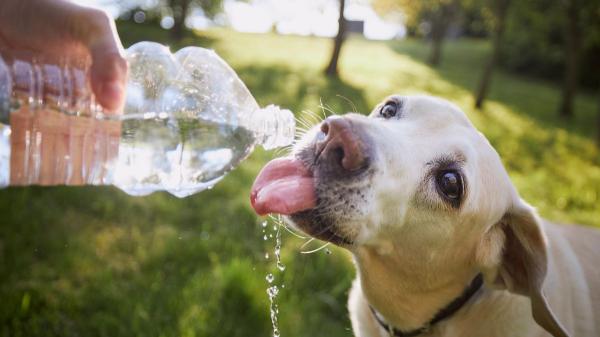 Un estudio revela las señales que debes vigilar en tu perro durante una ola de calor: “Si le cuesta respirar, actúa de inmediato” - Qué ocurre en el organismo del perro durante un golpe de calor