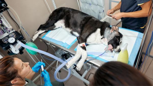 Un estudio revela las señales que debes vigilar en tu perro durante una ola de calor: “Si le cuesta respirar, actúa de inmediato” - Salivación, encías muy rojas o desorientación: las otras señales que no debes ignorar durante una ola de calor