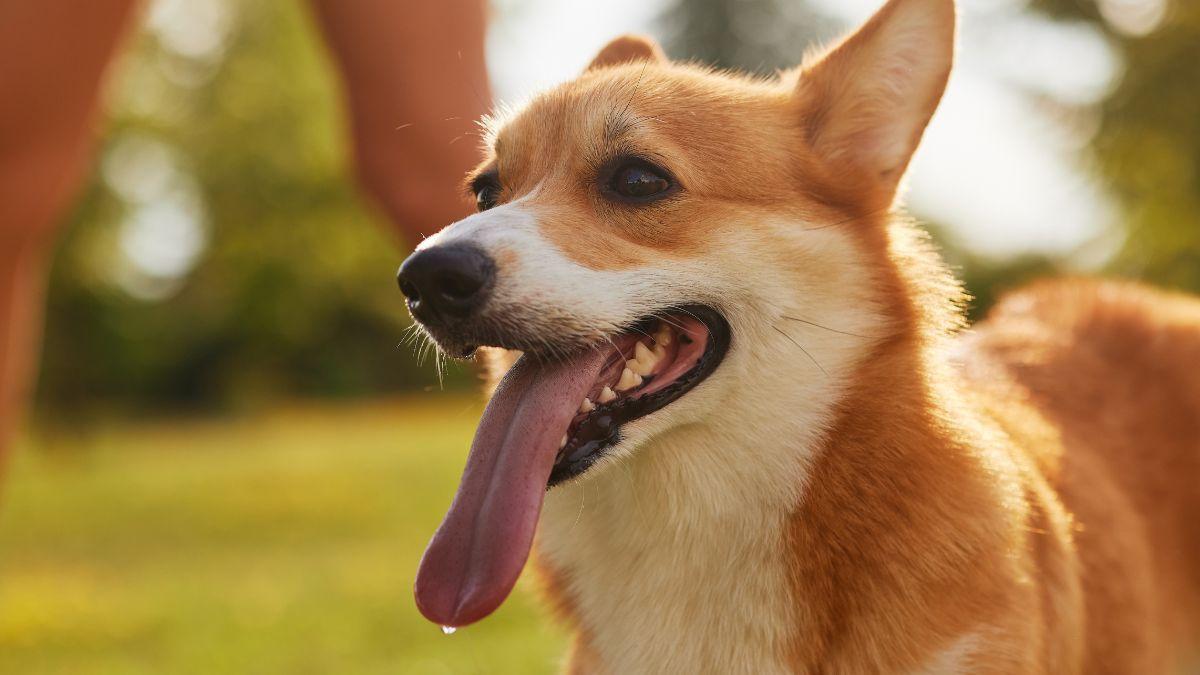 Un estudio revela las señales que debes vigilar en tu perro durante una ola de calor: “Si le cuesta respirar, actúa de inmediato”
