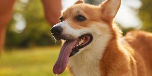 Un estudio revela las señales que debes vigilar en tu perro durante una ola de calor: “Si le cuesta respirar, actúa de inmediato”