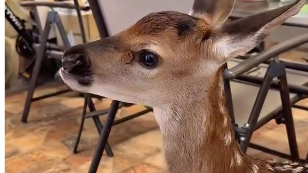 Una pequeña cervatilla sobrevivió al fuego y apareció sola entre las cenizas: la historia de Andreíta, un símbolo de esperanza para la fauna silvestre - Andreíta, una pequeña cervatilla que sobrevivió a las llamas