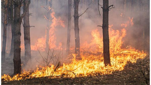 Una pequeña cervatilla sobrevivió al fuego y apareció sola entre las cenizas: la historia de Andreíta, un símbolo de esperanza para la fauna silvestre - Los incendios también dejan una huella en la fauna silvestre