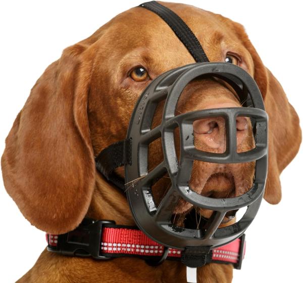 Bozales para perros que les permiten beber - Tipos de bozales para perros que permiten beber