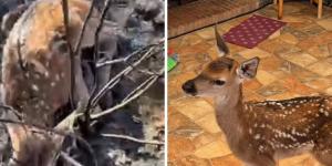Una pequeña cervatilla sobrevivió al fuego y apareció sola entre las cenizas: la historia de Andreíta, un símbolo de esperanza para la fauna silvestre