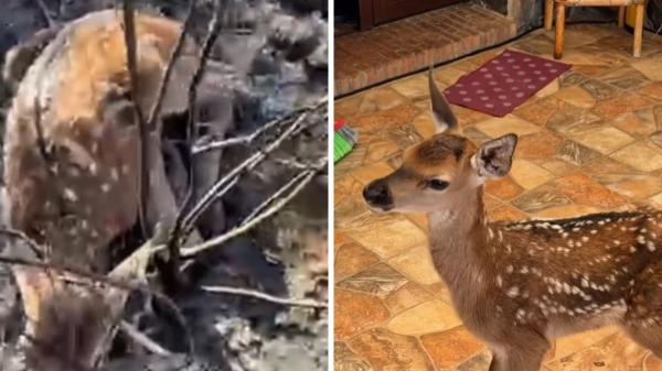 Una pequeña cervatilla sobrevivió al fuego y apareció sola entre las cenizas: la historia de Andreíta, un símbolo de esperanza para la fauna silvestre