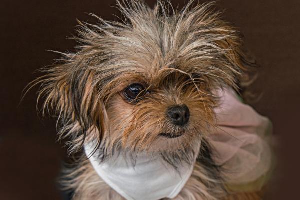 Cruces de chihuahua - 2. Chorkie