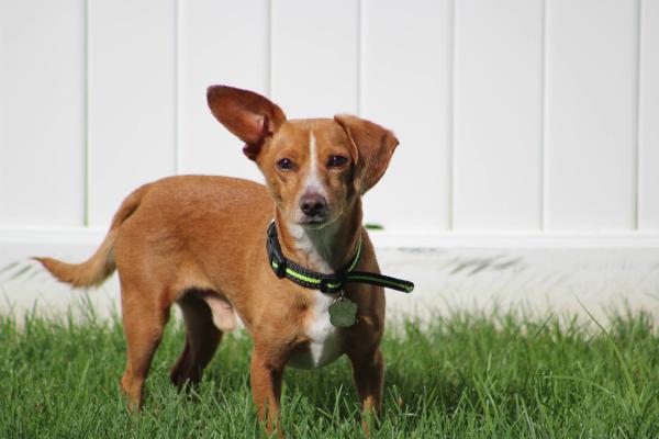 Cruces de chihuahua - 3. Chiweenie 