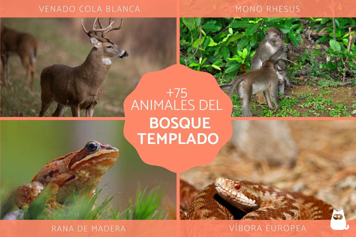 Animales del bosque templado