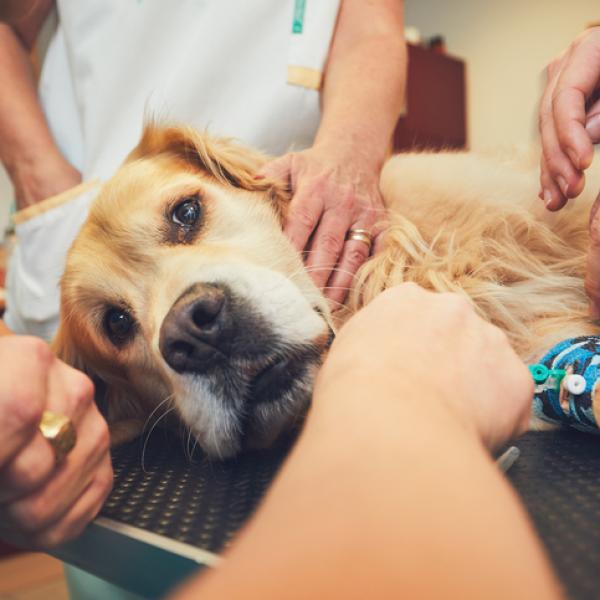 los ganglios linfáticos inflamados siempre significan cáncer de perro