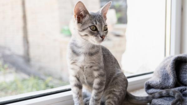 Dos hermanas de Oviedo crean un proyecto para cuidar gatos en sus casas cuando sus familias se van: “No sabíamos que hiciera tanta falta” - Los gatos prefieren quedarse en un territorio conocido cuando su tutor se marcha