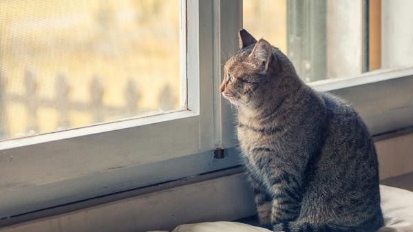 Dos hermanas de Oviedo crean un proyecto para cuidar gatos en sus casas cuando sus familias se van: “No sabíamos que hiciera tanta falta” - Respetar al gato también significa saber cuándo dejarlo tranquilo