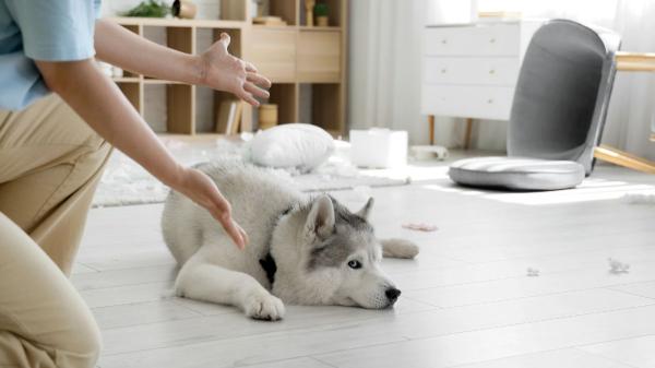Durante años se recomendó castigar al perro cuando hacía algo mal: lo que sabemos ahora sobre cómo aprende realmente - Castigos y refuerzos: cómo aprende un perro y qué efecto tienen en su conducta