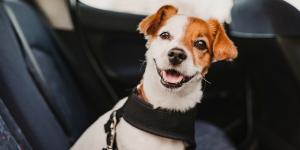 ¿Cómo llevar a tu perro en el coche legalmente y seguro en 2026 (y evitar multas)?