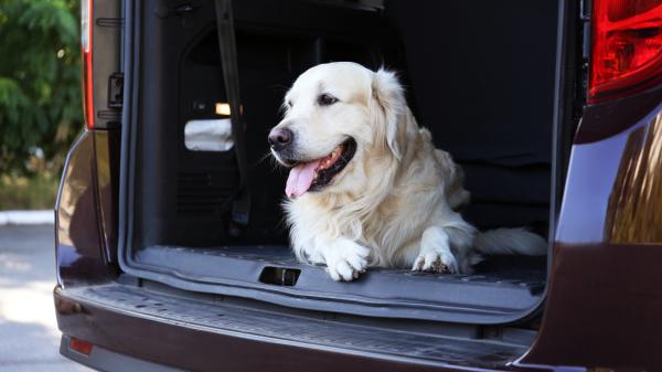 ¿Cómo llevar a tu perro en el coche legalmente y seguro en 2026 (y evitar multas)? - Consejos extra para viajar en coche con tu perro de forma segura
