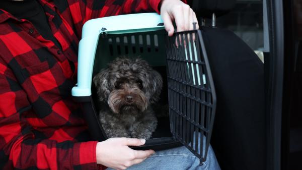 ¿Cómo llevar a tu perro en el coche legalmente y seguro en 2026 (y evitar multas)? - ¿Cuál es el sistema más seguro para llevar a tu perro en el coche?