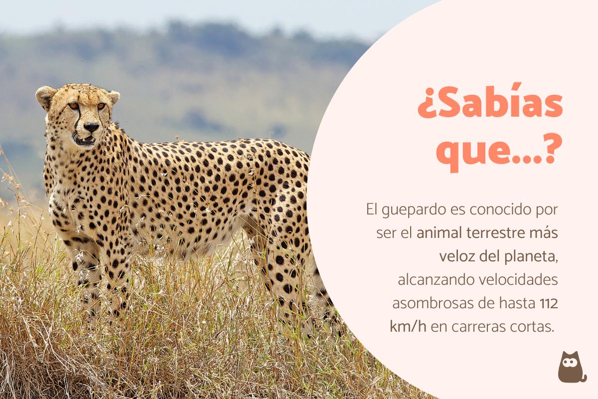 Curiosidades del guepardo