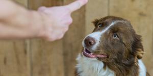 Durante años se recomendó castigar al perro cuando hacía algo mal: lo que sabemos ahora sobre cómo aprende realmente