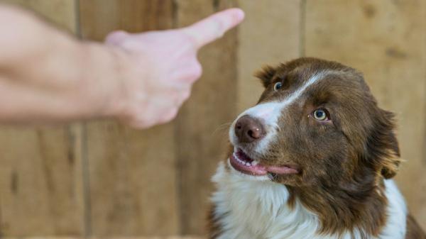 Durante años se recomendó castigar al perro cuando hacía algo mal: lo que sabemos ahora sobre cómo aprende realmente