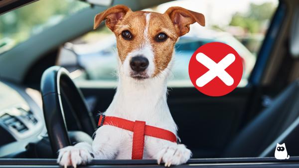 ¿Cómo llevar a tu perro en el coche legalmente y seguro en 2026 (y evitar multas)? - Multas por llevar a tu perro en el coche incorrectamente