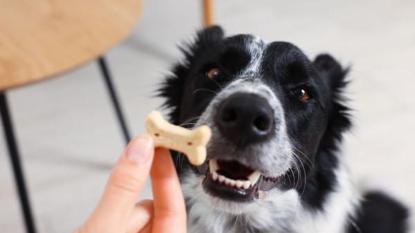 Durante años se recomendó castigar al perro cuando hacía algo mal: lo que sabemos ahora sobre cómo aprende realmente - No basta con corregir una conducta, también hay que enseñarle qué hacer en su lugar