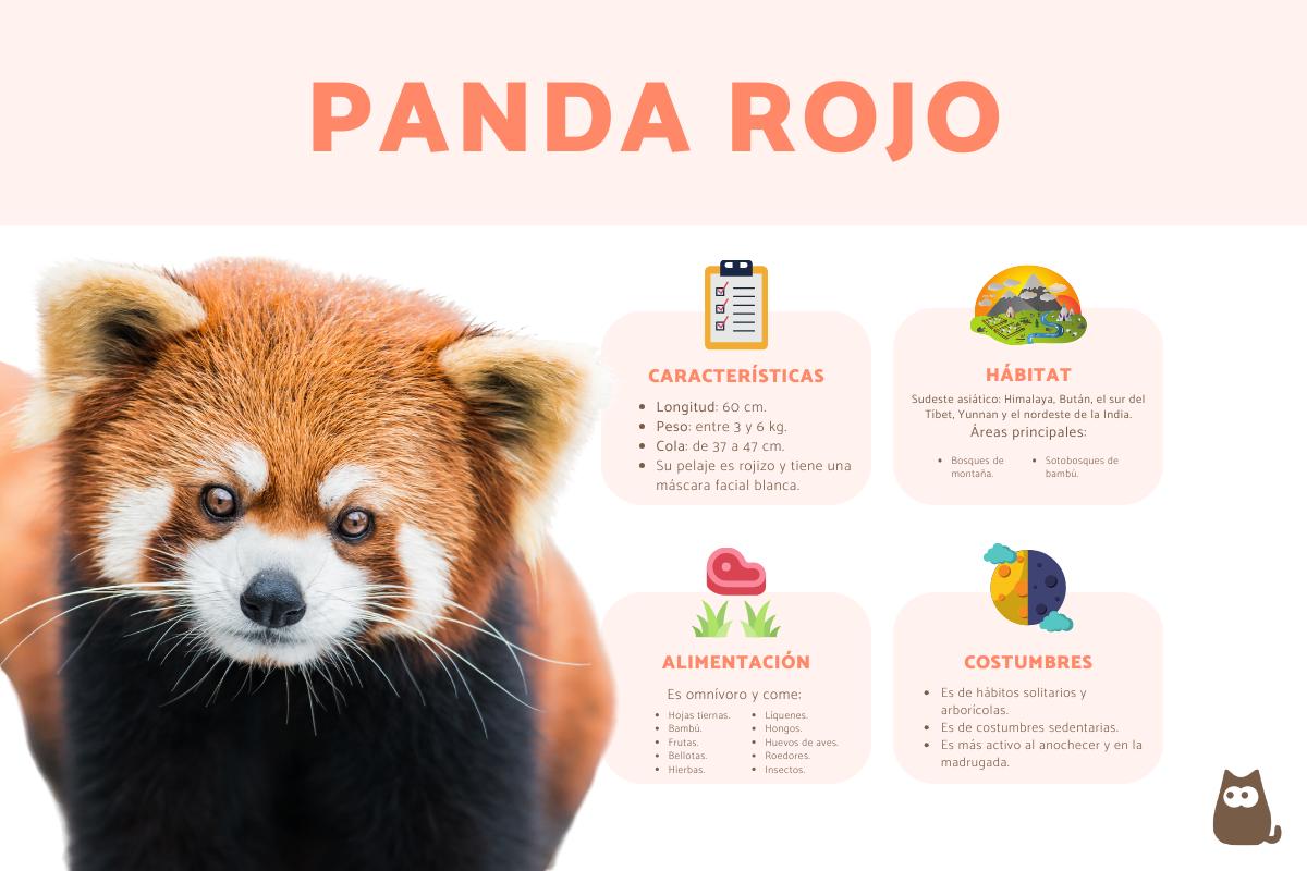 Panda rojo: características, hábitat y reproducción