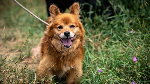 Gemma Pinto y Marc Márquez incorporan un nuevo miembro a la familia: así es Turco, el perro rescatado que se ha convertido en ejemplo de adopción - Consejos para adoptar con responsabilidad y cambiar la vida de un animal