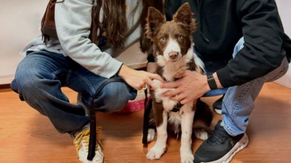 Gemma Pinto y Marc Márquez incorporan un nuevo miembro a la familia: así es Turco, el perro rescatado que se ha convertido en ejemplo de adopción - De la protectora a su hogar: Turco, el nuevo compañero de Gemma Pinto y Marc Márquez